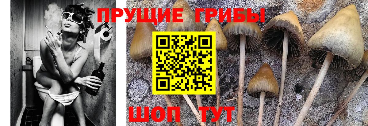 Полысаево  Галлюциногенные грибы ЛСД  Вход с VPN 