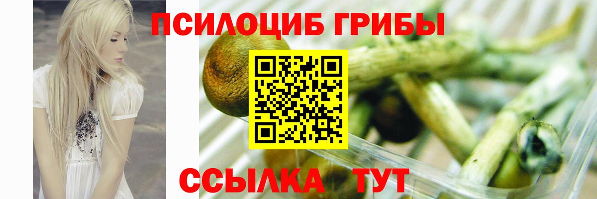 Псилоцибиновые грибы Psilocybine cubensis Полысаево
